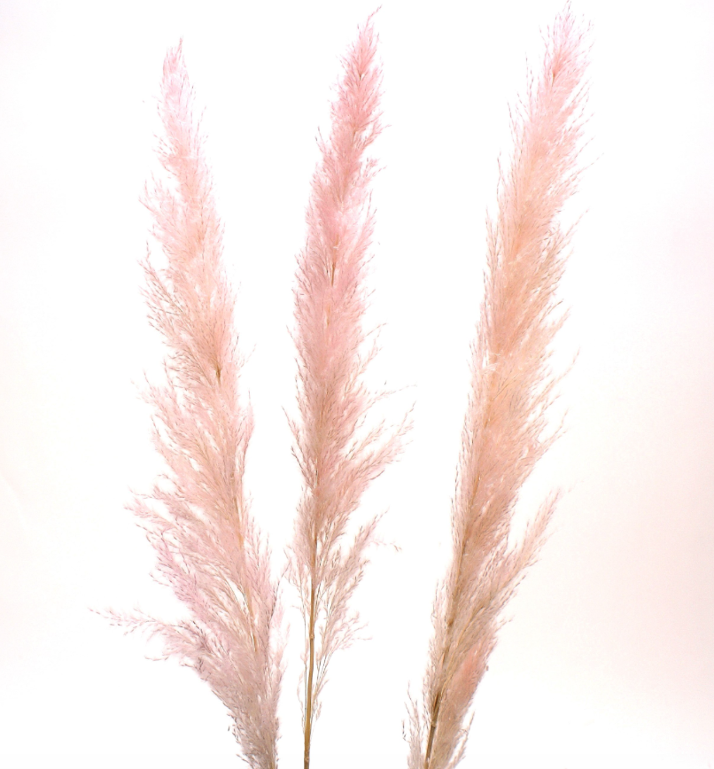 Pink Pampas Grass Bunch ~ 45" Tall