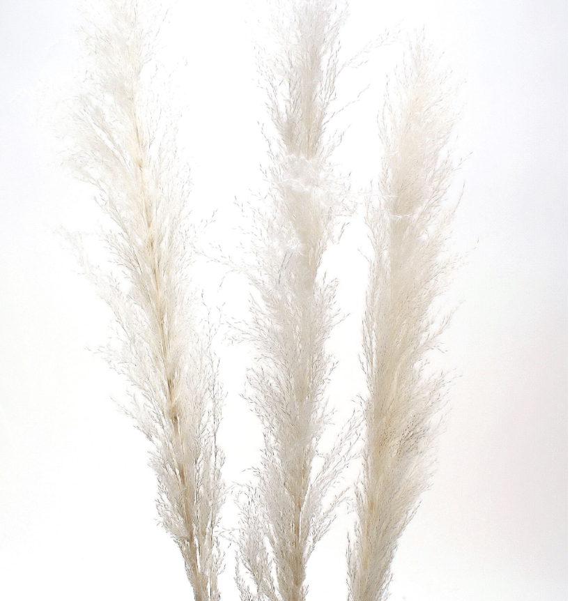 White Pampas Grass Bunch ~ 45" Tall